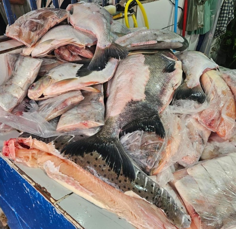 Operação conjunta apreende aproximadamente meia tonelada de pescado irregular em feira da Capital