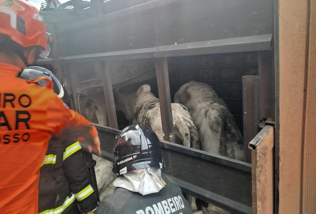 Corpo de Bombeiros realiza resgate de gado após carreta tombar na MT-325