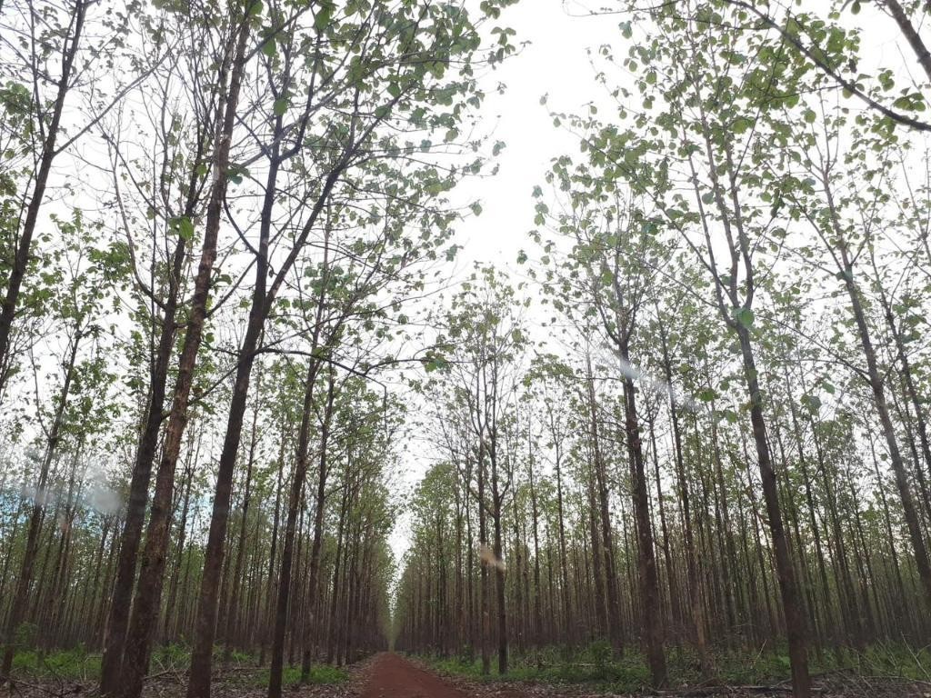 Plano de Desenvolvimento Florestal avança após reunião do grupo de trabalho em Mato Grosso