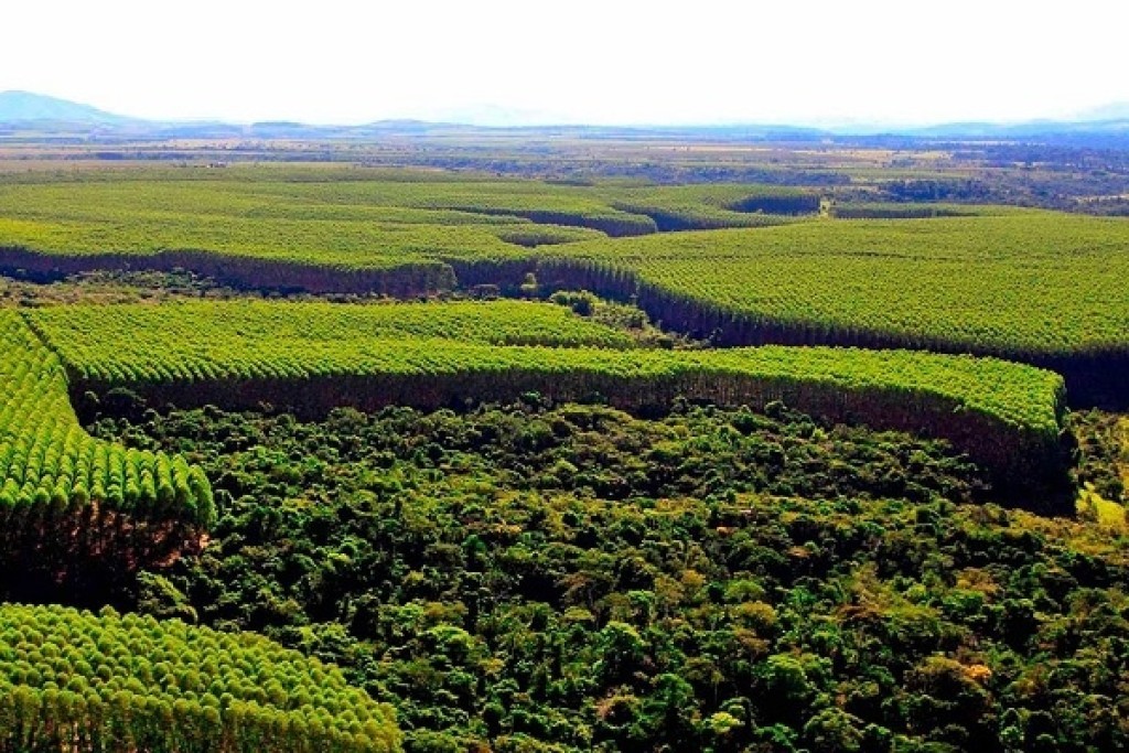 Governo lança Mutirão do Código Florestal para regularizar imóveis rurais