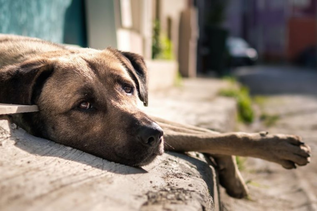 Ministério Público aciona casal por abandono de animais