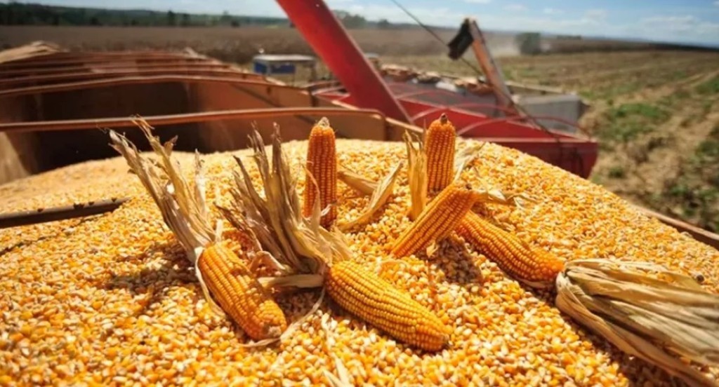 Etanol e agroindústria impulsionam protagonismo do milho