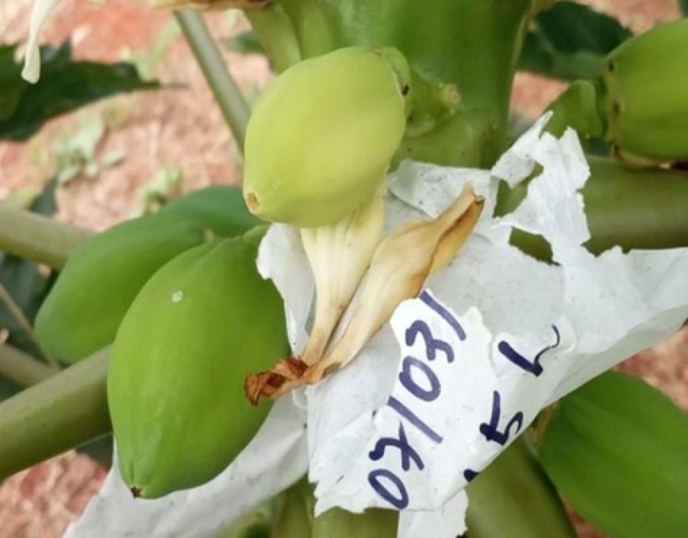 Universidade cria "seguro de vida" para o mamão brasileiro e busca romper dependência de Taiwan