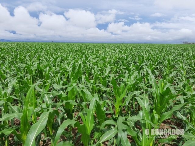 Colheita parada: chuvas encharcam lavouras e máquinas atolam no campo em MT