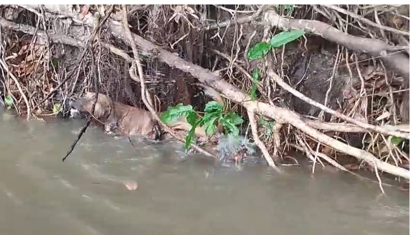 Voluntários do projeto rio limpo rio lindo , registam cachorro que estava iscado em anzol de pinda nas margens do rio das mortes