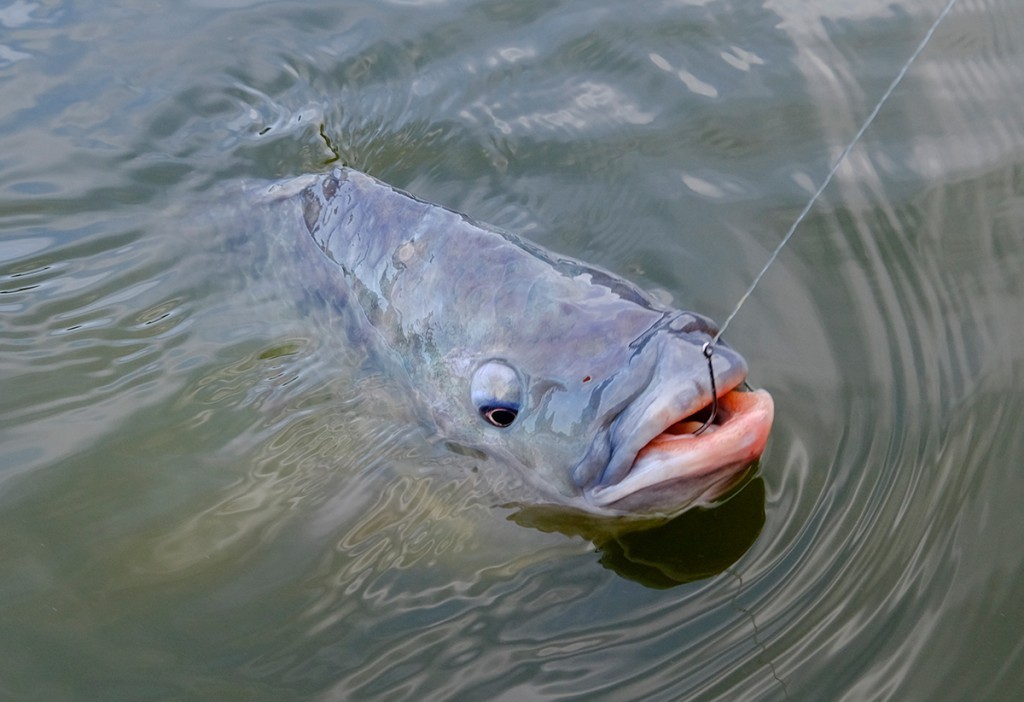 Pescado brasileiro mira R$ 15,6 bilhões por ano em exportações