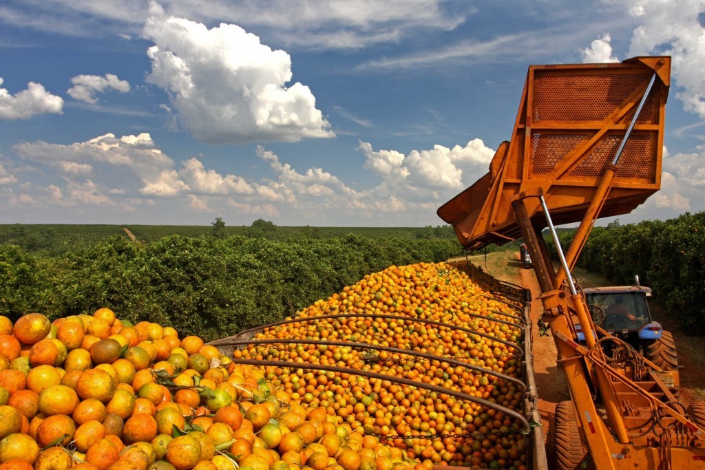 Produção de laranja deverá alcançar 263,15 milhões de caixas