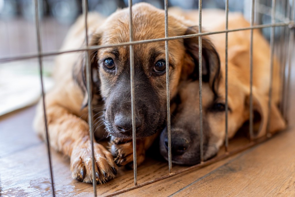 Cuiabá amplia ações de proteção animal e promove adoção de pets