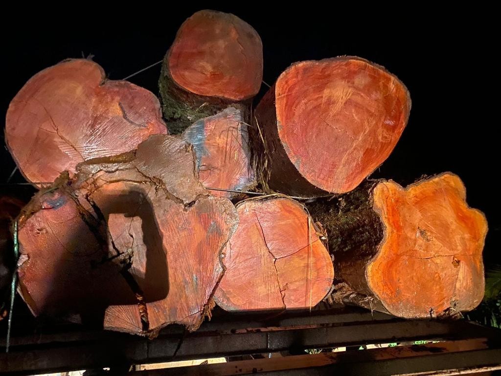 Polícia Civil e Sema flagram transporte e venda ilegal de madeira em Novo Mundo