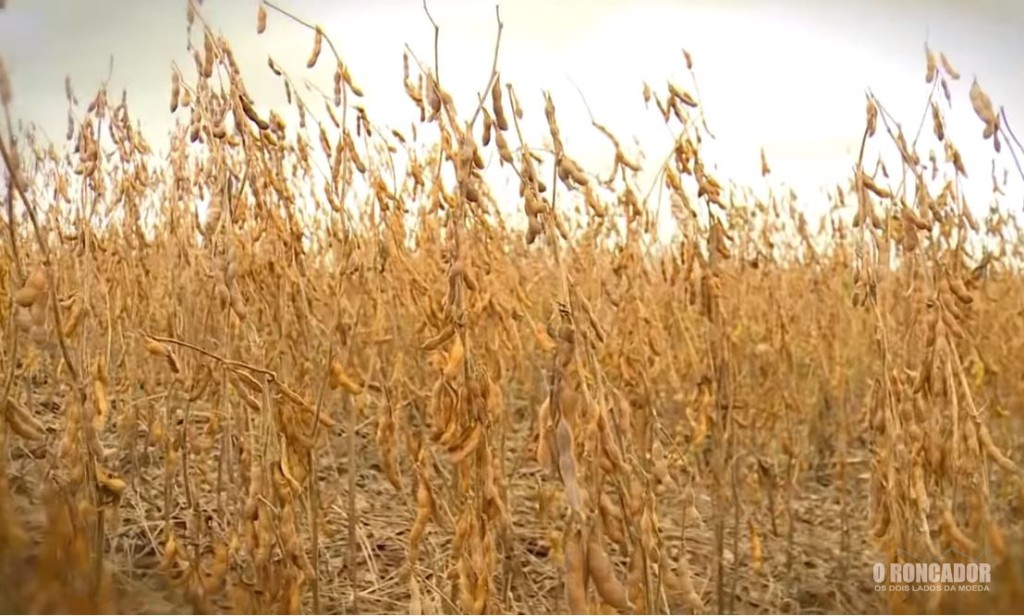Nova Xavantina já colheu mais de 95% da área plantada com soja