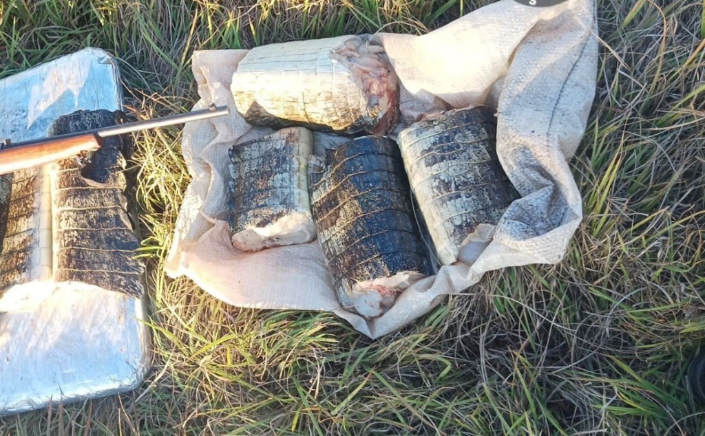 Sema apreende 22 quilos de pescado e de carne de jacaré em Poconé