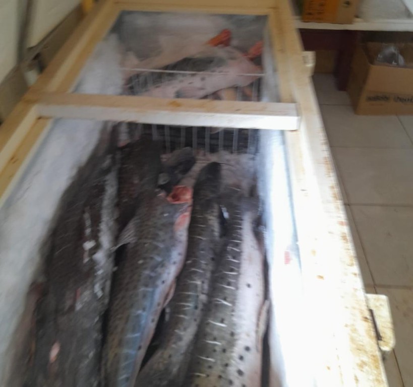 Polícia Civil apreende mais de 900 quilos de pescado irregular e desarticula esquema de pesca predatória em Cuiabá