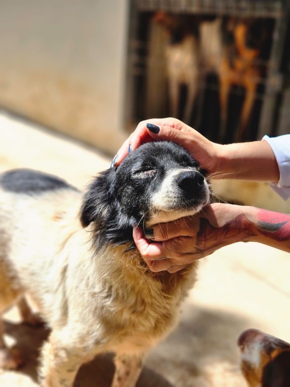 Prefeitura de Cuiabá promove mutirão de vacinação e adoção de animais no Passaredo