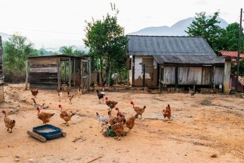 Suspeita de gripe aviária em propriedade rural mobiliza autoridades sanitárias em Nova Xavantina