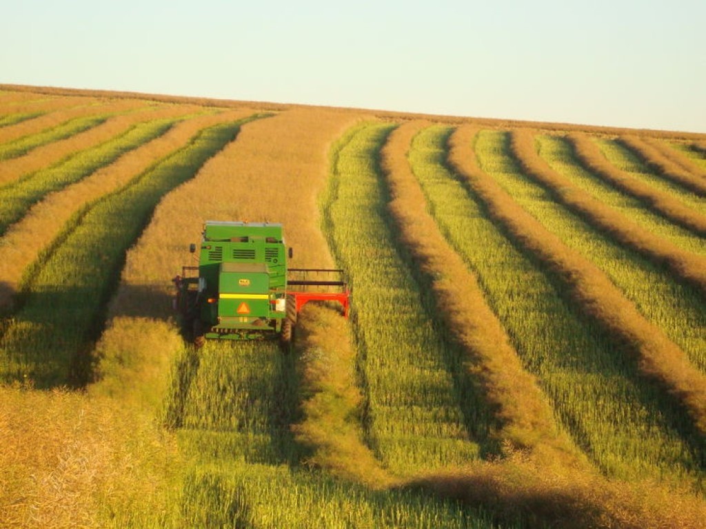 Plantio de canola avança e área deve superar 300 mil hectares no Brasil