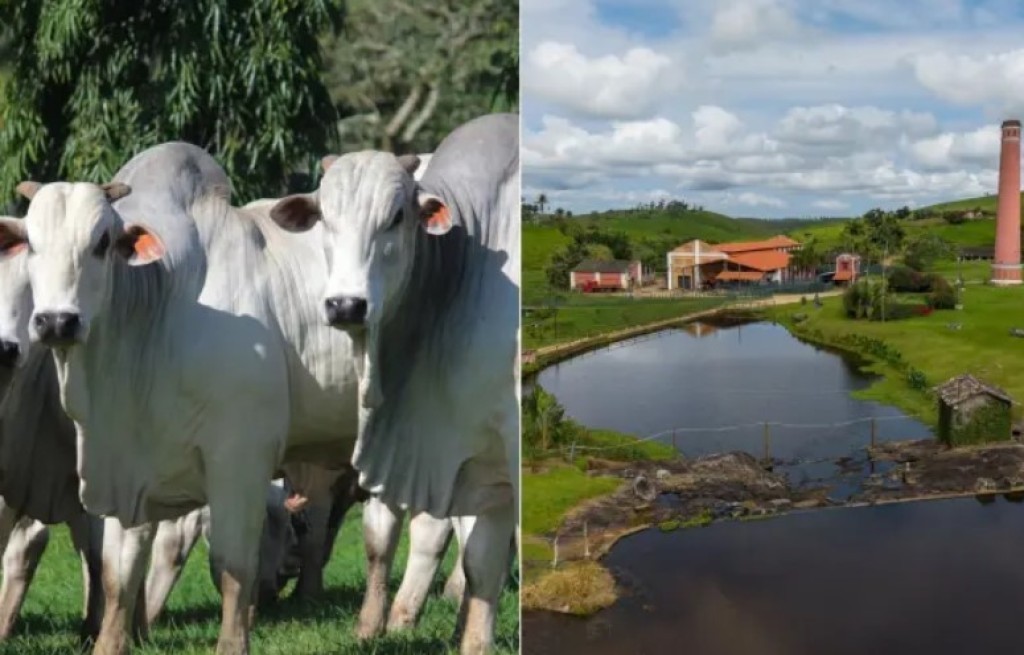 Agrofeira movimenta cidade com 32 mil bovinos e tradição na genética Nelore