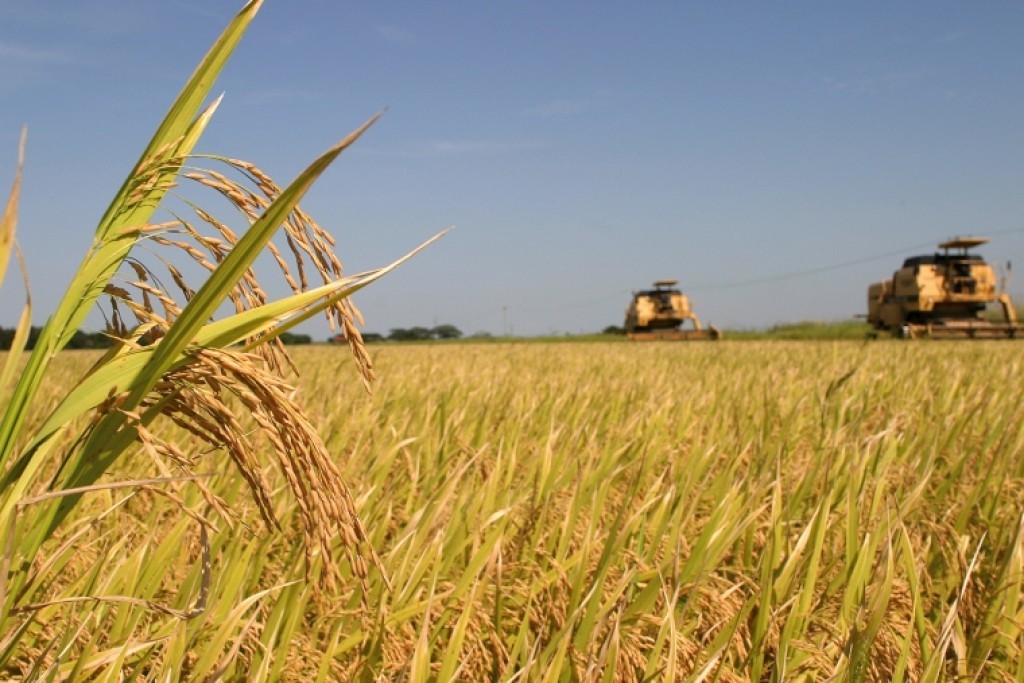 Safra recorde cobre consumo nacional, mas acende alerta contra superoferta