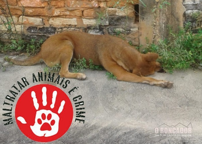 Comerciante de Nova Xavantina atropela e mata a própria cadela e não presta socorro