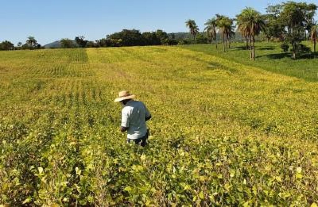 Estado amplia produção de grãos em 61% e consolida nova força do agro
