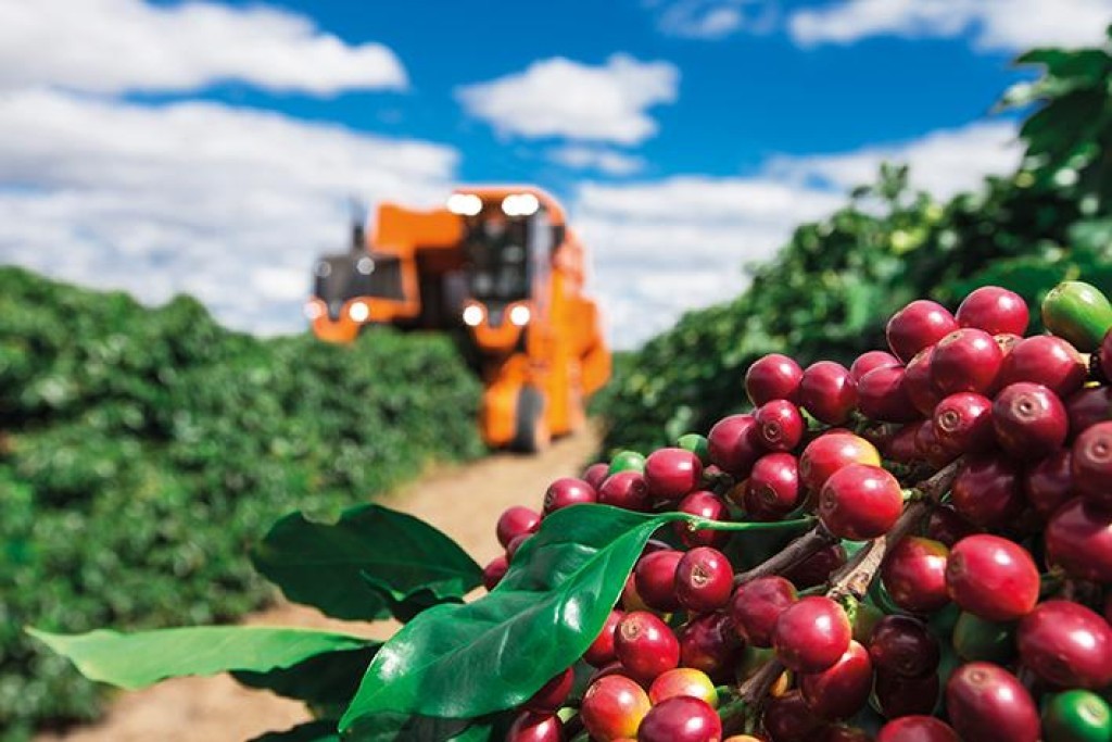 Safra recorde no Brasil amplia oferta global e pressiona preços do café