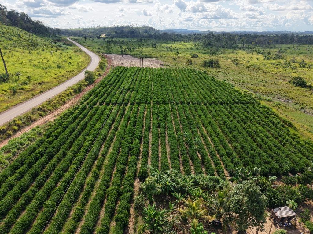 Rota do Café chega a Cotriguaçu e Juína com informações sobre o plantio para o crescimento da produção