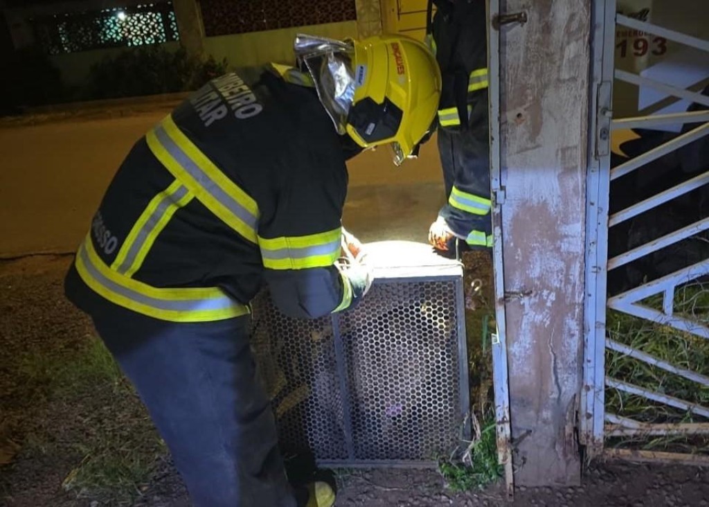Corpo de Bombeiros resgata dois cães que estavam soltos em via pública