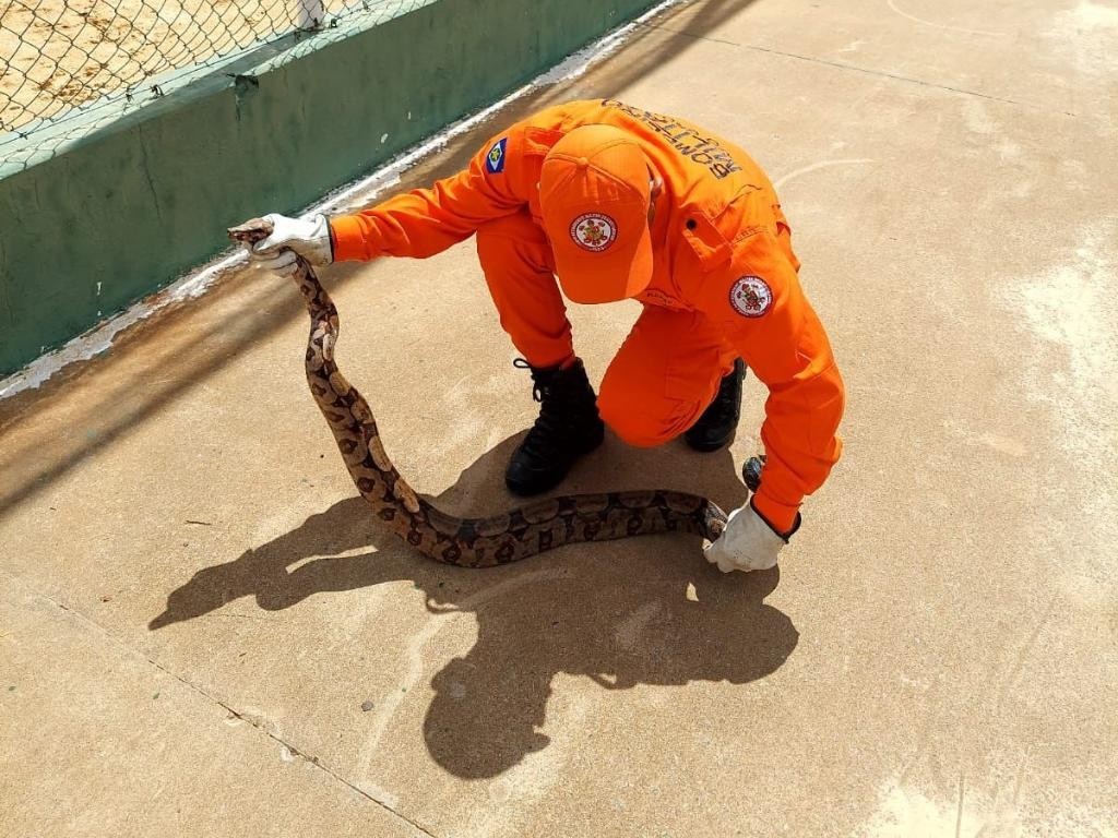 Bombeiros militares resgatam cobra jiboia de aproximadamente 1,5 metro em área de lazer de município