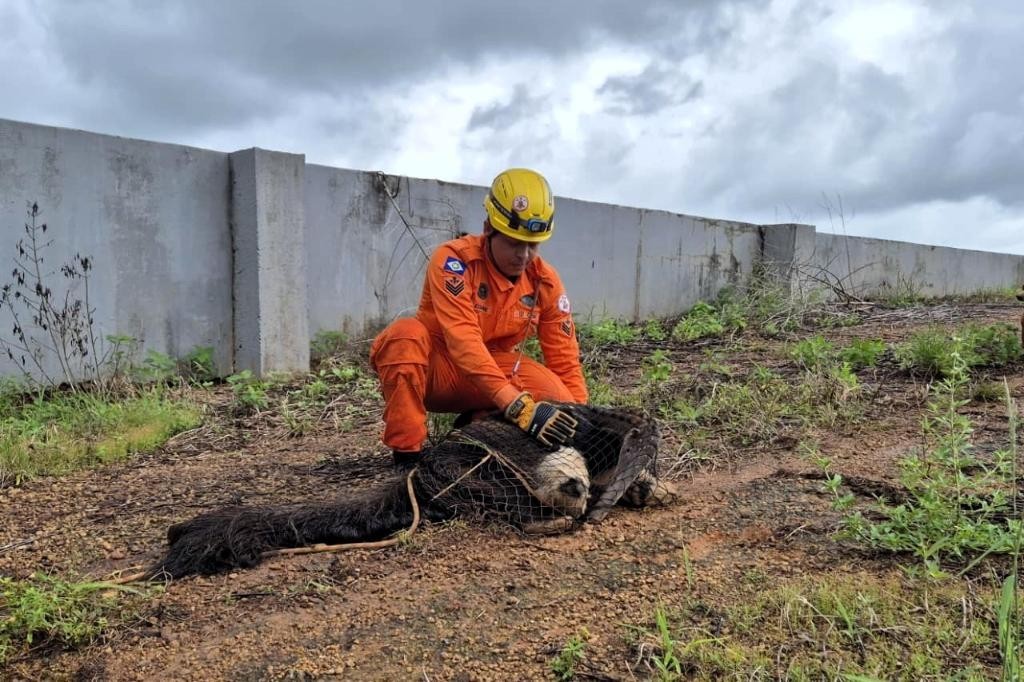 Corpo de Bombeiros realiza resgate de tamanduá-bandeira em situação de risco