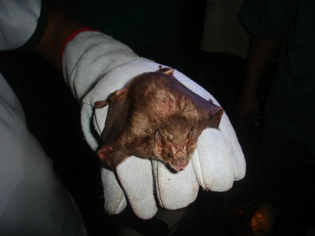 Indea atua na contenção de raiva bovina em Campo Verde e Alta Floresta