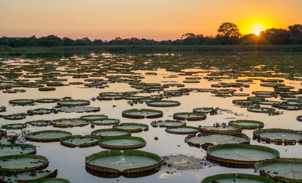 Carta do Pantanal defende plano de desenvolvimento sustentável