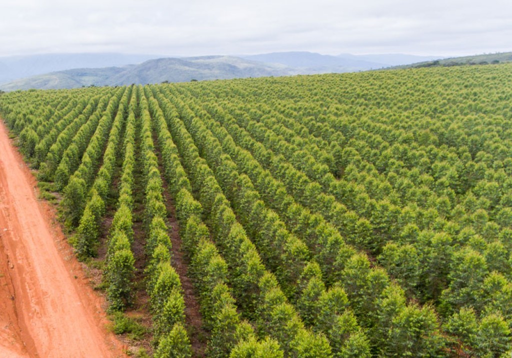 Expedição inédita vai percorrer 14 estados e mapear florestas plantadas