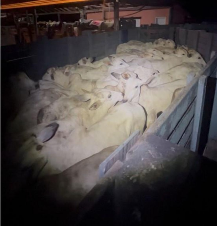 Polícia Militar frustra furto de gado em zona rural de Barra do Garças e prende suspeitos em flagrante