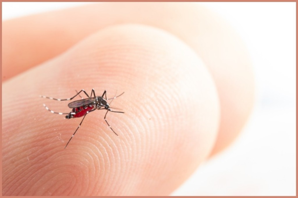 Chikungunya em Sorriso: o sintoma de uma crise que vai além da saúde