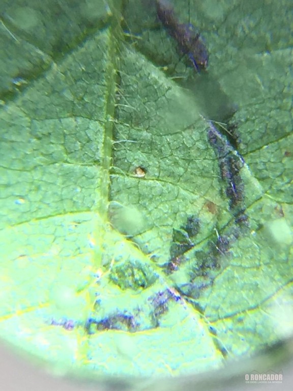 Foco de ferrugem asiática é detectado em lavoura de soja em MT