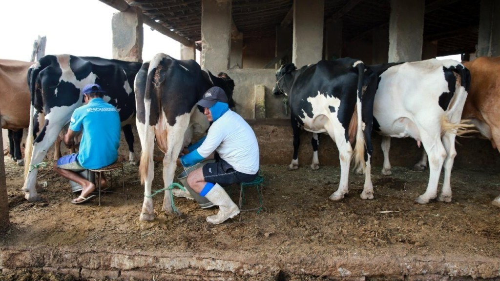 Pecuária leiteira catarinense terá encontro voltado a produtividade e gestão