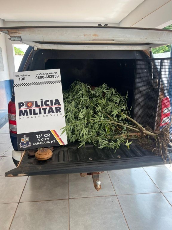 Polícia Militar prende mulher por cultivo ilegal de maconha em Canarana