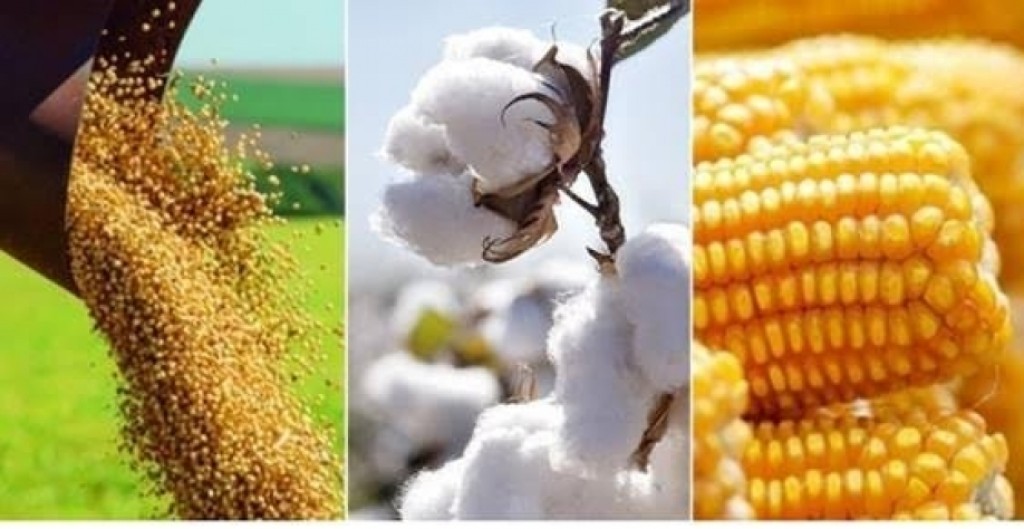 Preço reage e produtor acelera venda de soja, algodão e milho
