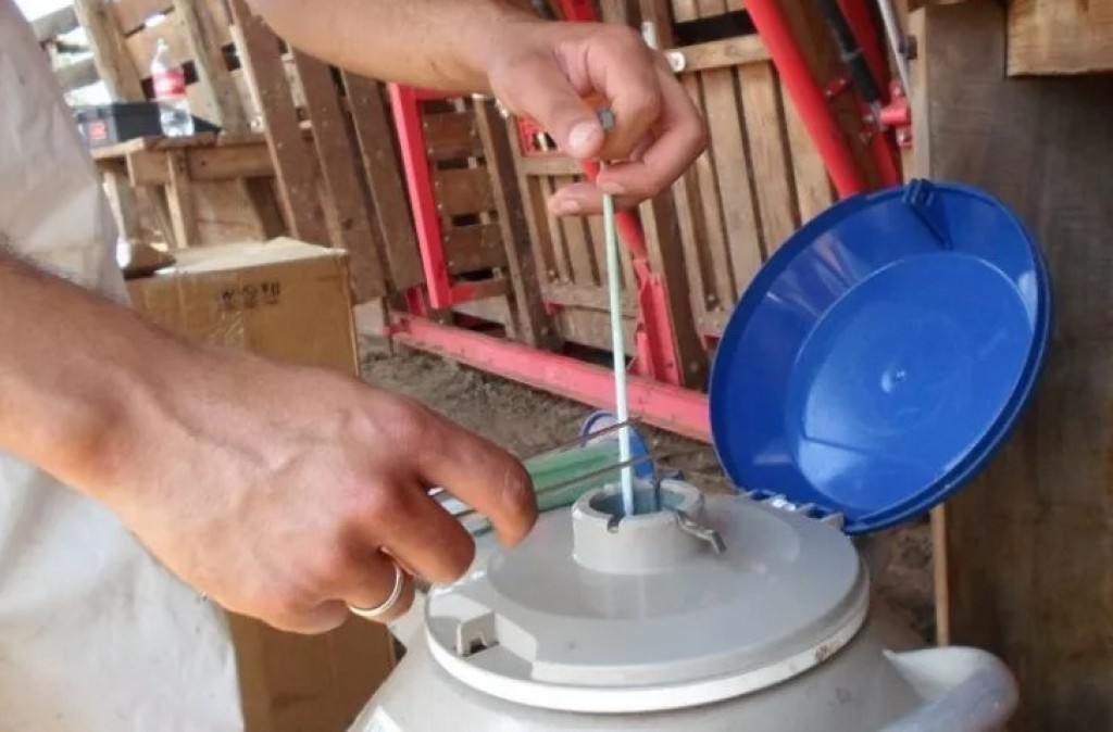 Vendas de sêmen bovino avançam e reforçam profissionalização do setor