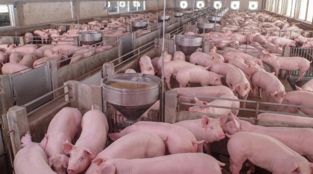 Queda de 27,5% no suíno vivo aprofunda perdas na suinocultura
