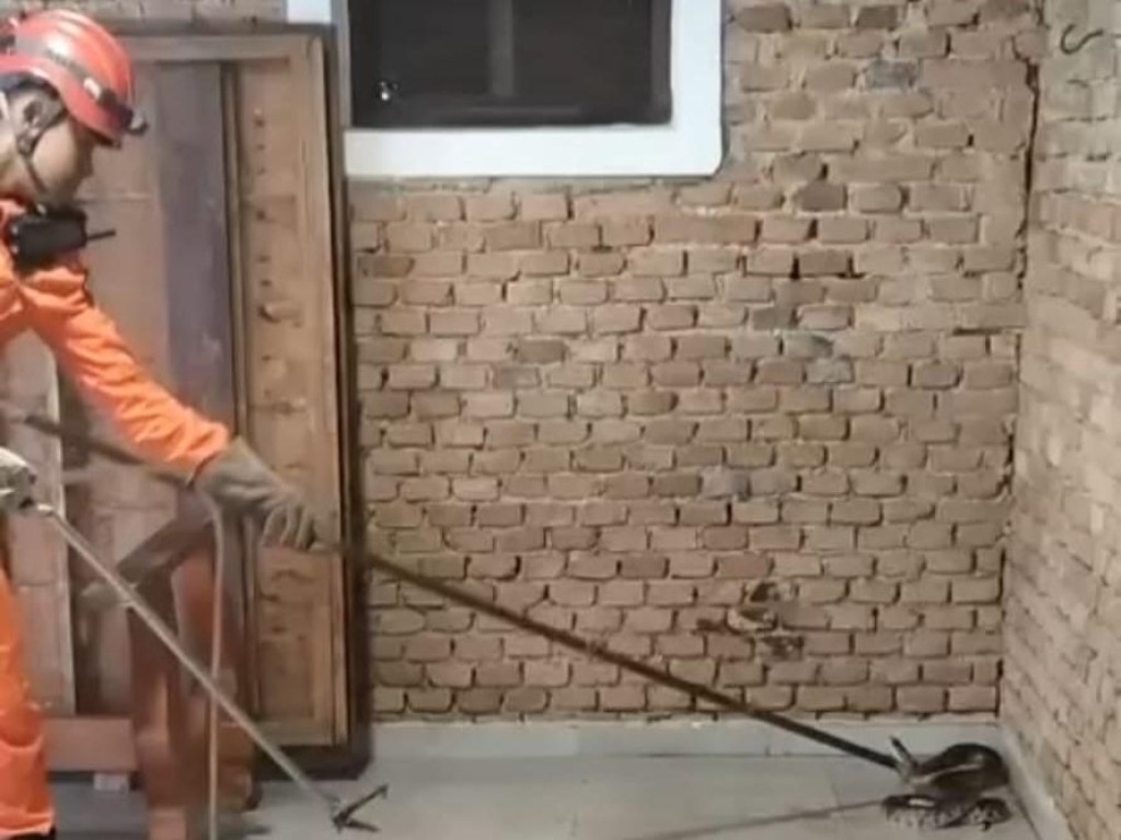 Bombeiros militares capturam cobra caninana de 2,5 metros de comprimento nas dependências de órgão municipal