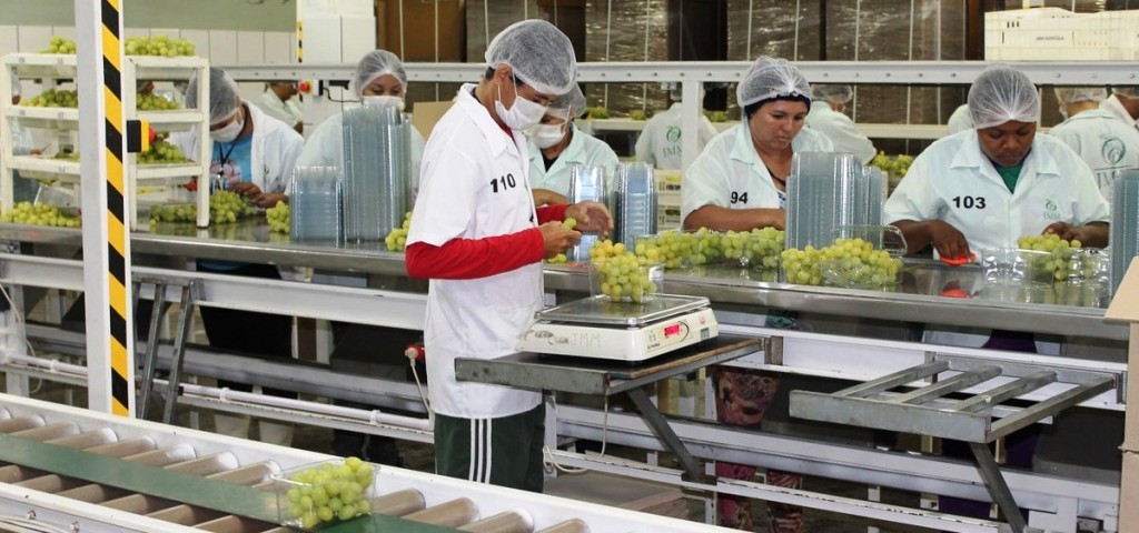 Pernambuco sai na frente e exporta a primeira carga de uvas com tarifa zero