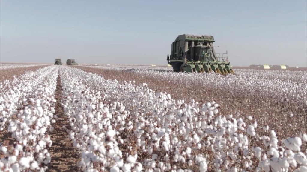 Congresso do Algodão começa hoje com safra recorde no campo