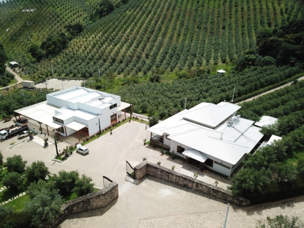 Centro de inovação mira avanço da produção brasileira de azeite de oliva