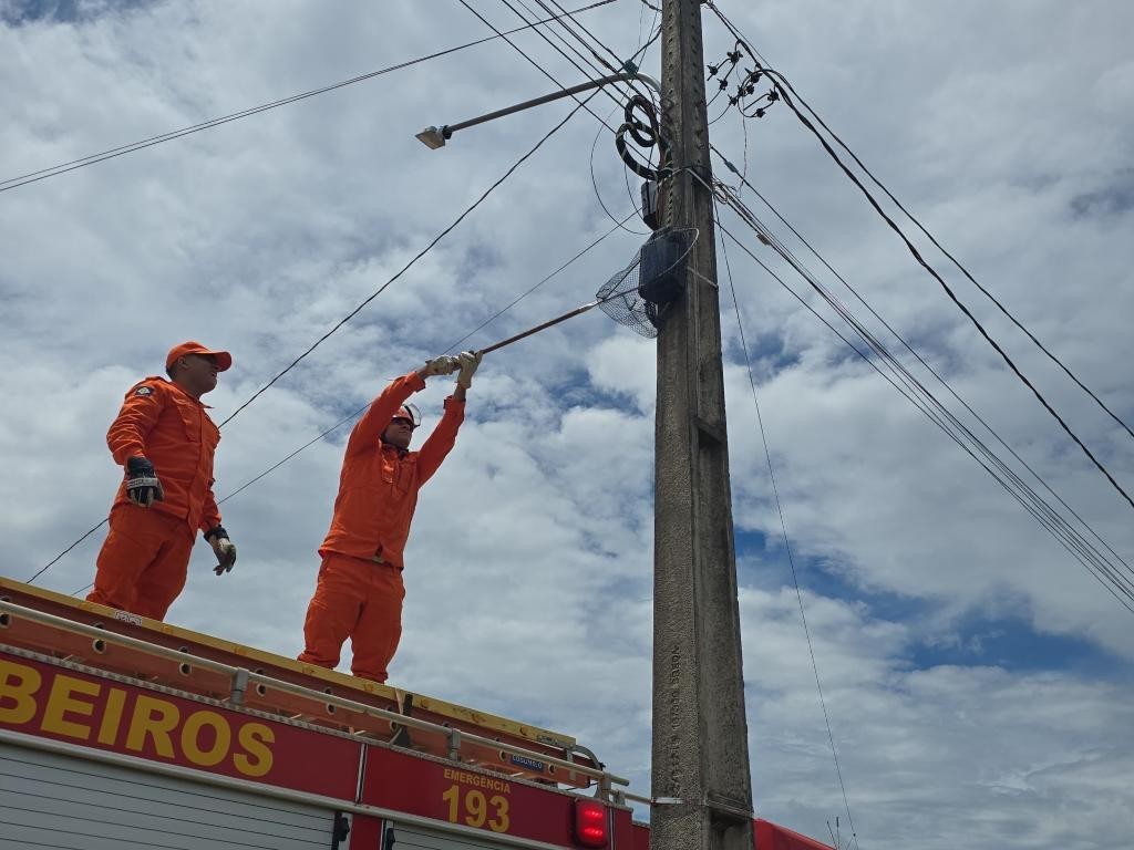 Corpo de Bombeiros resgata catita e família de saruê em Confresa e Alto Araguaia