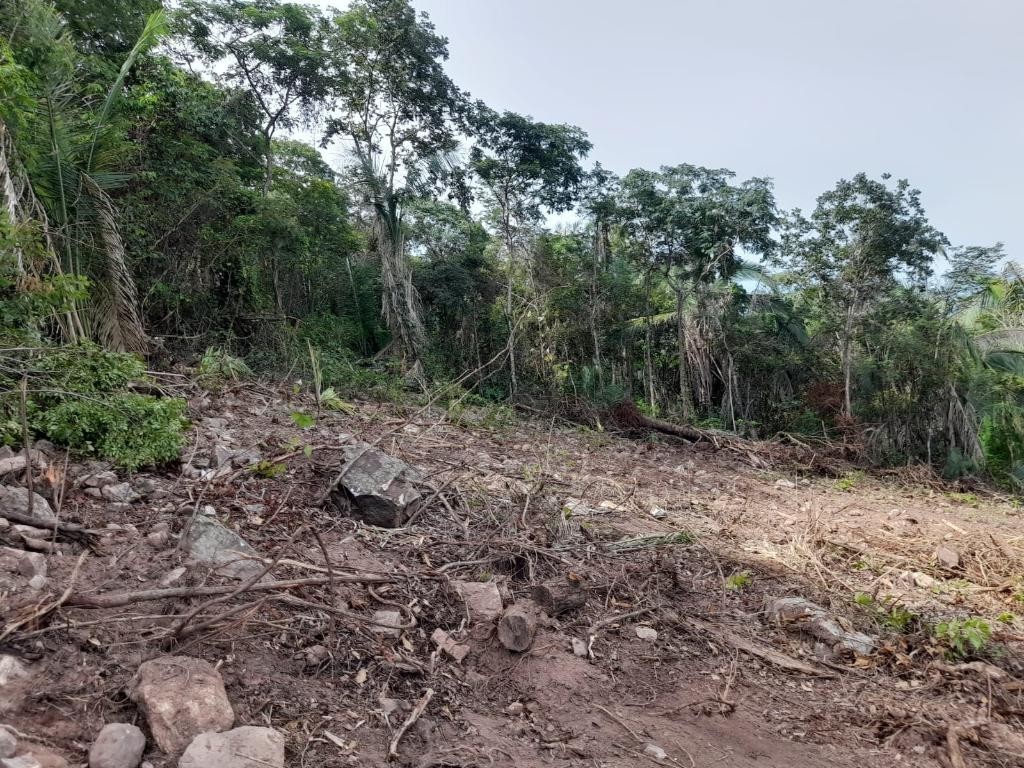 Polícia Civil flagra desmate ilegal em área de conservação em Barão de Melgaço