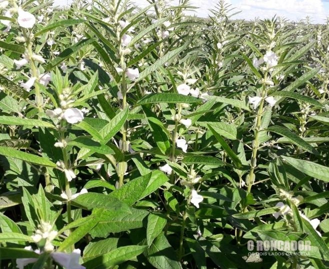 Gergelim cultivado por agricultores familiares em Canarana será exportado para o Japão