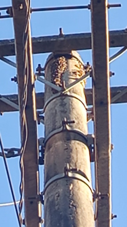 Família de Pioneiros de Nova Xavantina faz apelo após ataque de enxame de abelhas no bairro Deus é Amor 🐝🚨
