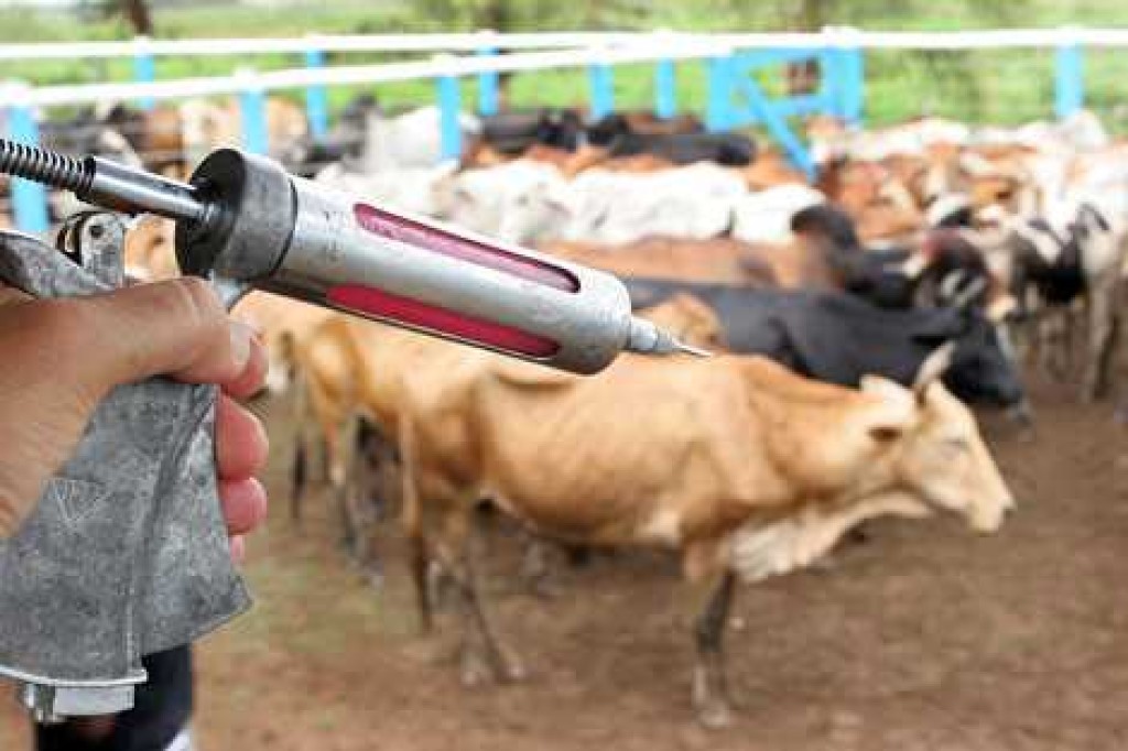 Setor de saúde animal fecha 2025 com receita recorde de R$ 12,8 bilhões
