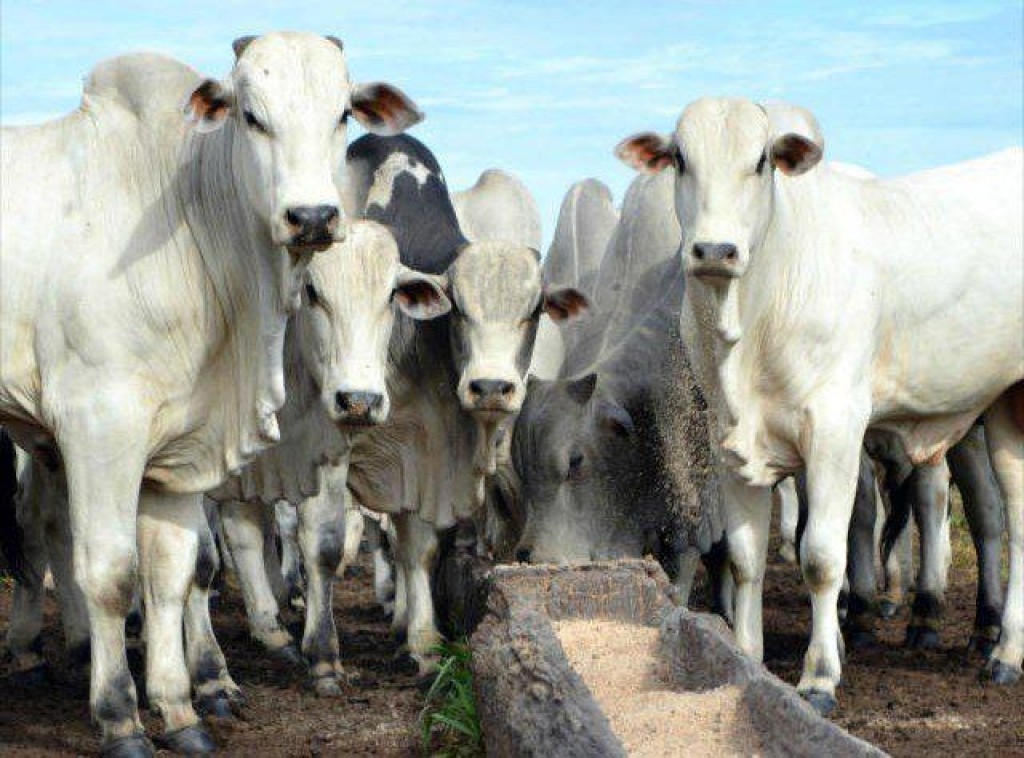 Boi gordo bate recorde com corrida para exportação à China e oferta restrita
