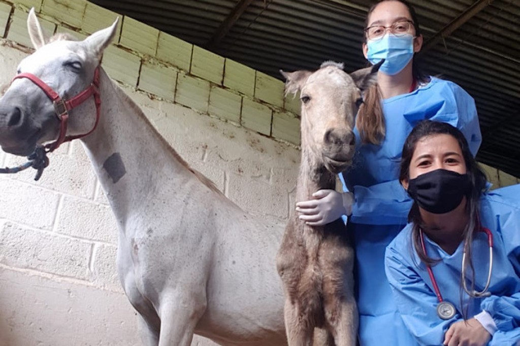 Exercício ilegal da Medicina Veterinária passa a ser crime no Brasil; nova lei prevê até prisão